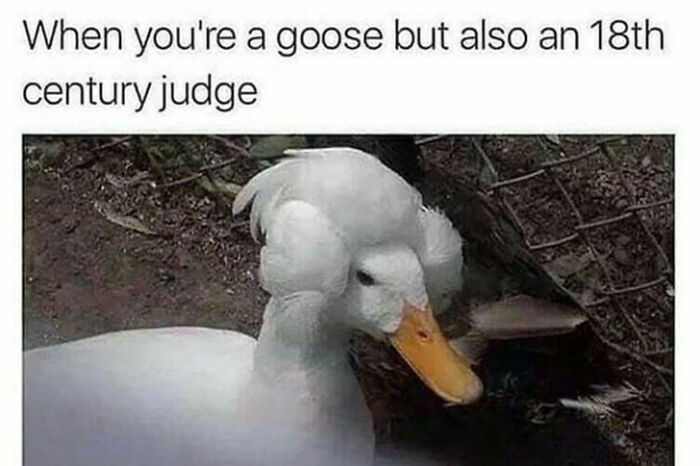 Life's Hard When You Are A Goose