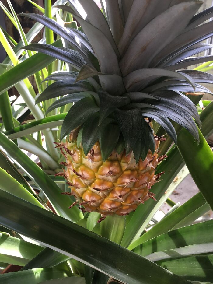 Pineapples Take Forever To Grow But Are Worth It