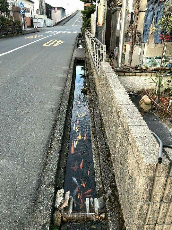 In The City Of Shimabara, In The Street Drainage Canals, Water Is So Clean That Koi Fish Live In It