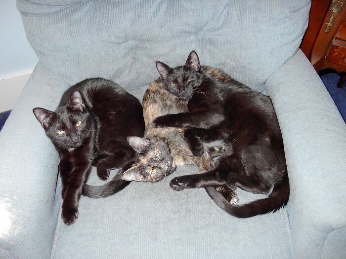 Left To Right - Nick, Nora, And Asta. Found, 12 Years Ago, Inside A Taped-Up Box In A Garbage Can. They Were Less Than A Month Old. Now They Are Happy And Indulged.