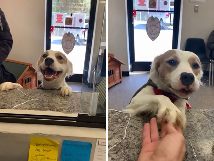 Shelter Doggo With A Huge Smile Being Adopted