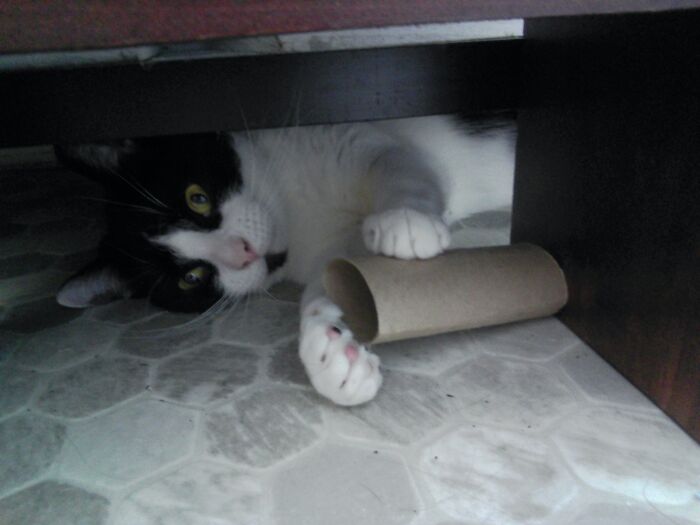 This Is Leo The Tuxedo Cat Getting Into The 2020 Spirit Grasping An Empty Roll Of Toilet Paper
