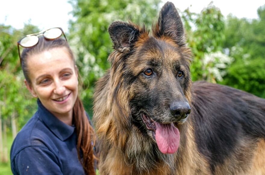 German Shepherd Who Struggled For Hours Tied To A Rock In Freezing Water Got Rescued And Found A New Loving Family