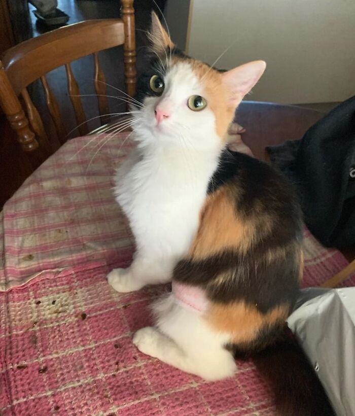 Kitten With Small Body But Strong Will To Live Undergoes A Life-Changing Transformation That Turns It Into A Gorgeous Calico Cat