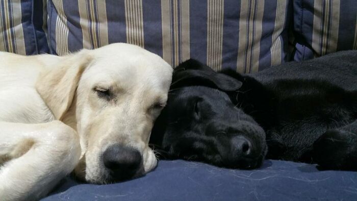 Archie y Lillie, mis adorables cachorros