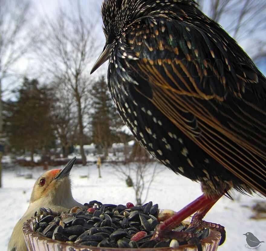 Starling And Redbellied Woodpecker