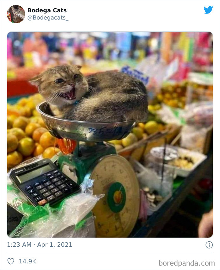 This Twitter Account Collects Photos Of Cats In Small Shops Looking Like They Own The Place (50 New Pics)