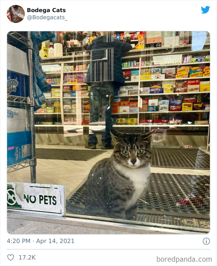 Cats-Store-Bodega