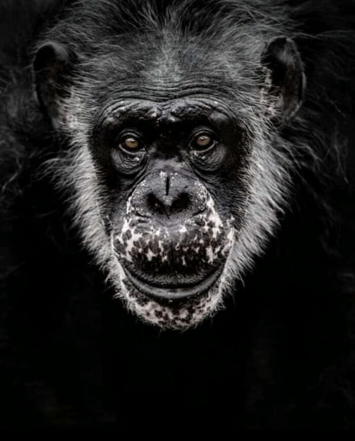 Wildlife-Photography-Animals-Best-Photos-Goran-Anastasovski