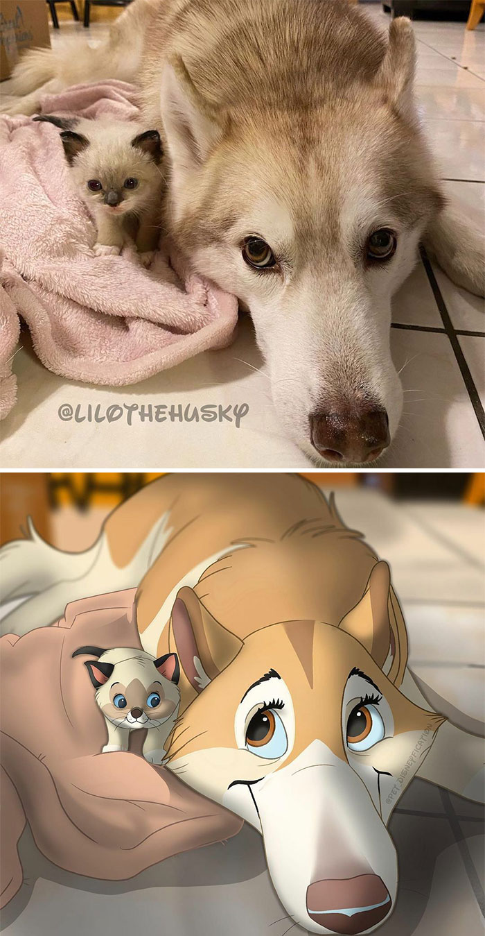 Lilo (@lilothehusky) And Her Foster Friend Mcflurry (From @minicattown) Would Be The Perfect Duo For A New Buddy Movie, Don’t You Think?! 🥺❤️⁣
⁣
(I Just Really Want A New 2D Animated Animal Movie You Know 😅)⁣
⁣
⁣