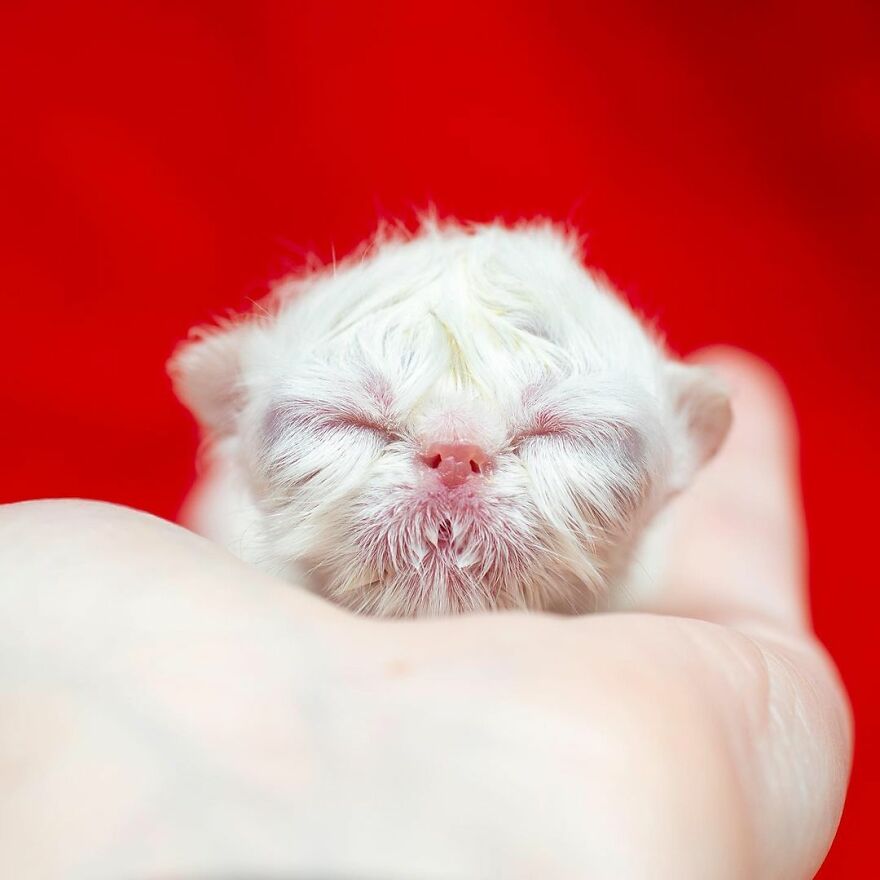 Meet Grandpa, The Newborn Kitten Who Took Over The Internet With His Unusual Looks And Charm