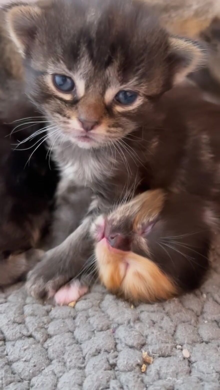 Meet Apricot, An Orphaned Chimera Kitten That Looks Like Two Different Cats Merged Into One
