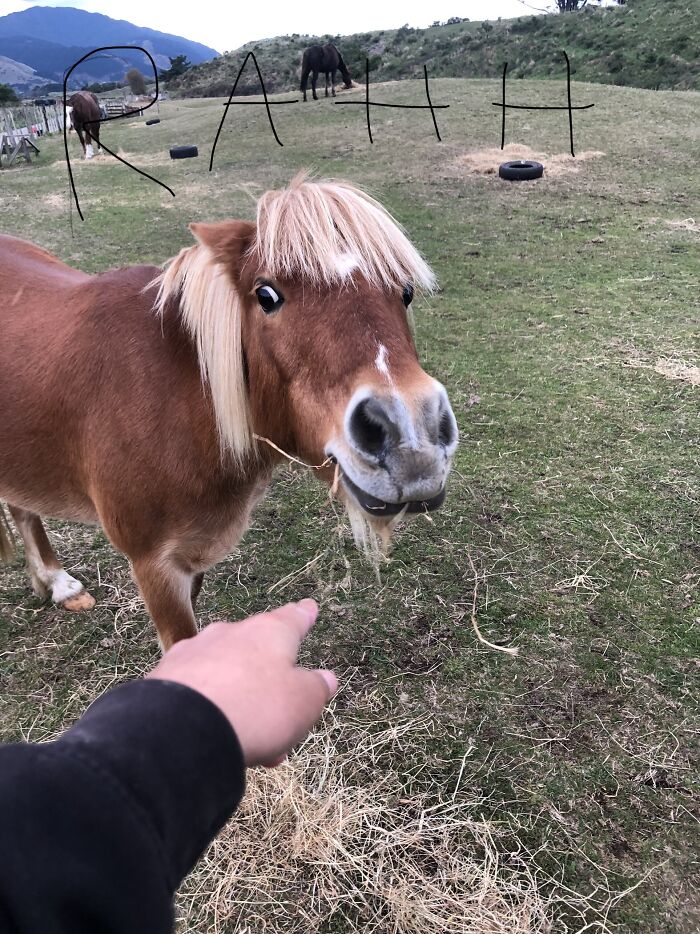Don’t Know If This Is A Meme But I’ll Post It Anyway. This Is My Very Angry Pony