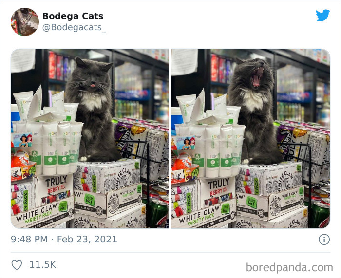 Cats-Store-Bodega