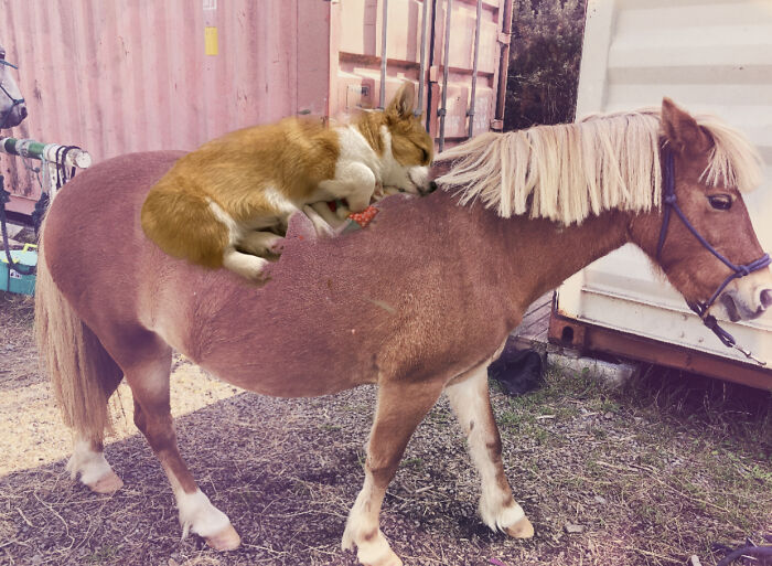 Your Dog Is Now Riding My Pony!