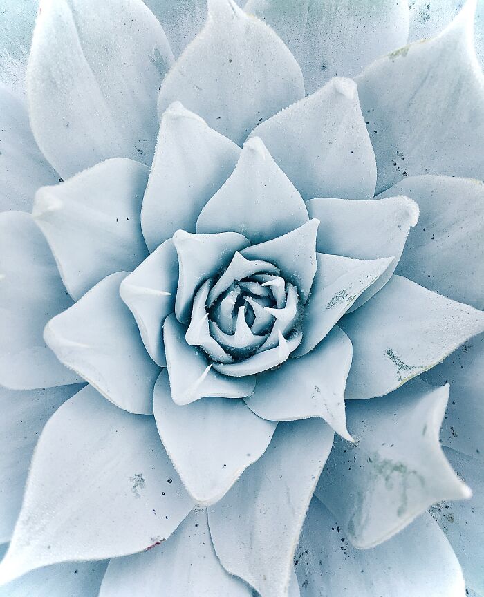 A Frosty Succulent