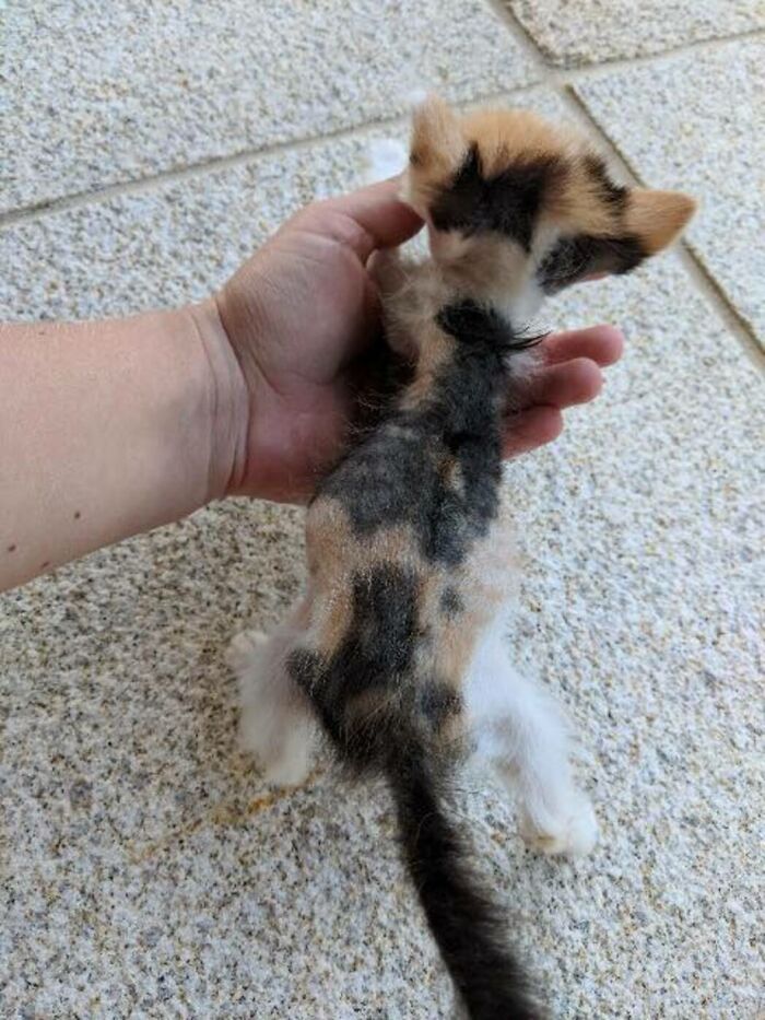 Esta pequeña gatita con muchas ganas de vivir pasó por una transformación que cambió su vida y se convirtió en una bella gata calicó