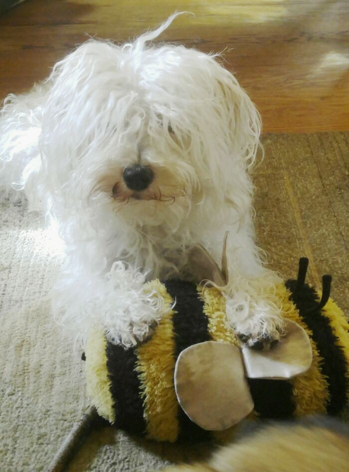 This Is Herbie Gherkin And His Bee. His Bee... And The Other Dogs Better Stay Away.