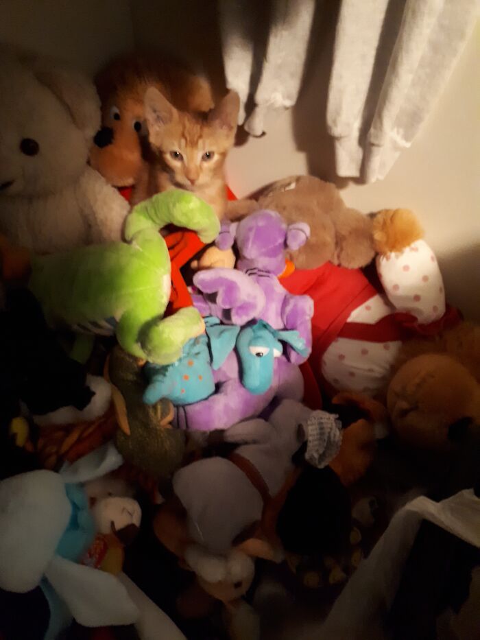 Couldn't Find My Kitten