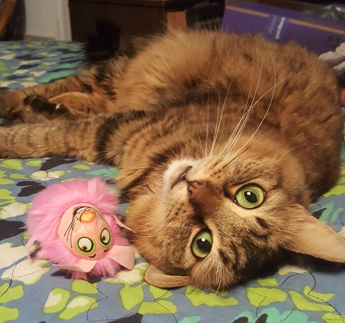 Nora The Adorable, With New Toy, Both Looking Back At You.