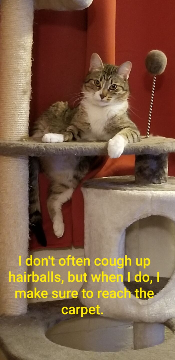 The Most Interesting Cat In The World