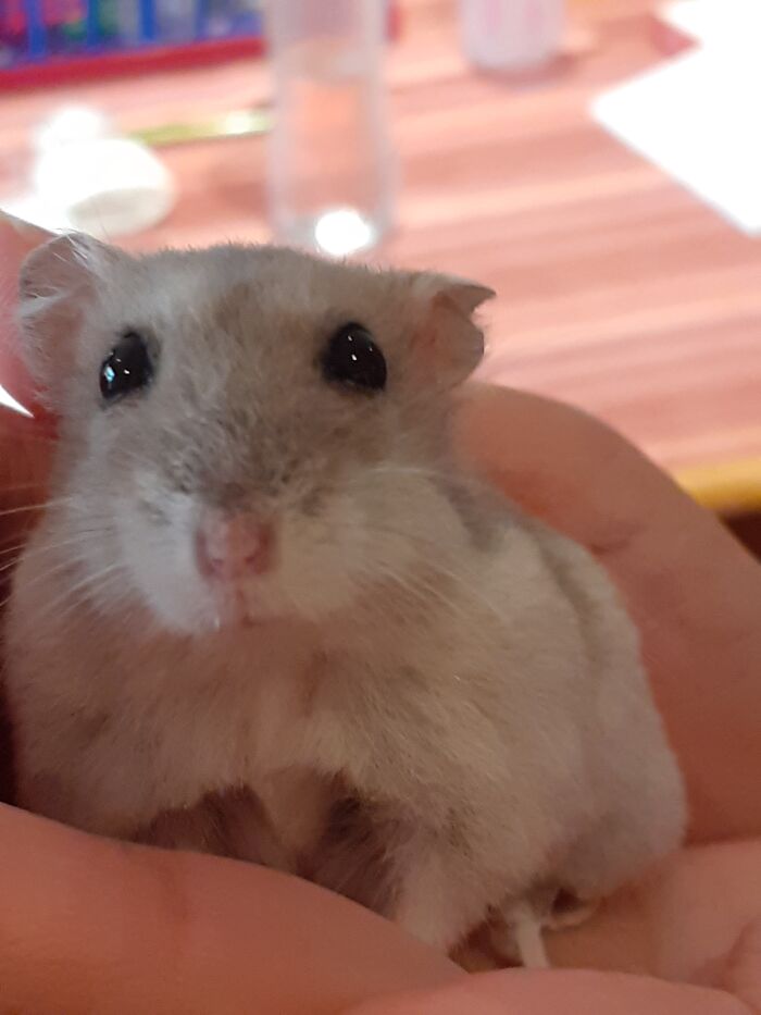 My Dwarf Hamster Luna When She Was Younger :)