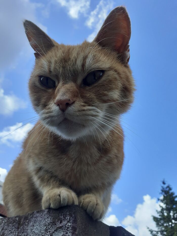 Is This Picture Of My Cat Ok? I Thought It Looked Pretty Neat :)