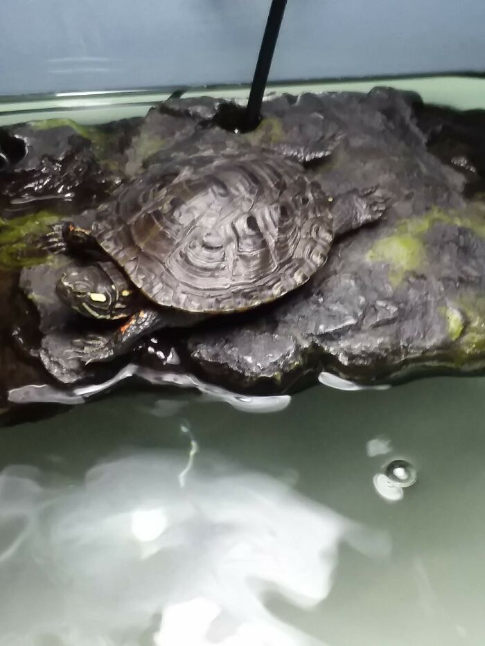 My Turtle Herman In Superman Position