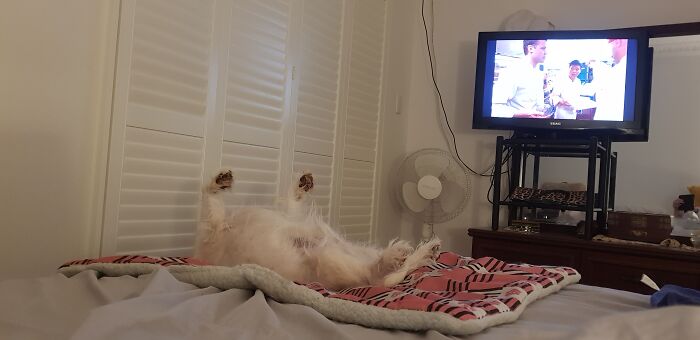 Rocky Watching TV On A Hot Night