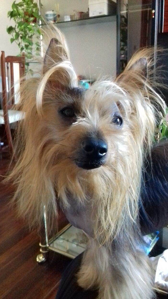 This Is Chispa. He Is A Rescue Yorkie. He Loves Every Living Creature (Cats, Dogs, Pigeons...) But He Doesn't Trust People Until He Makes Sure They Deserve It.