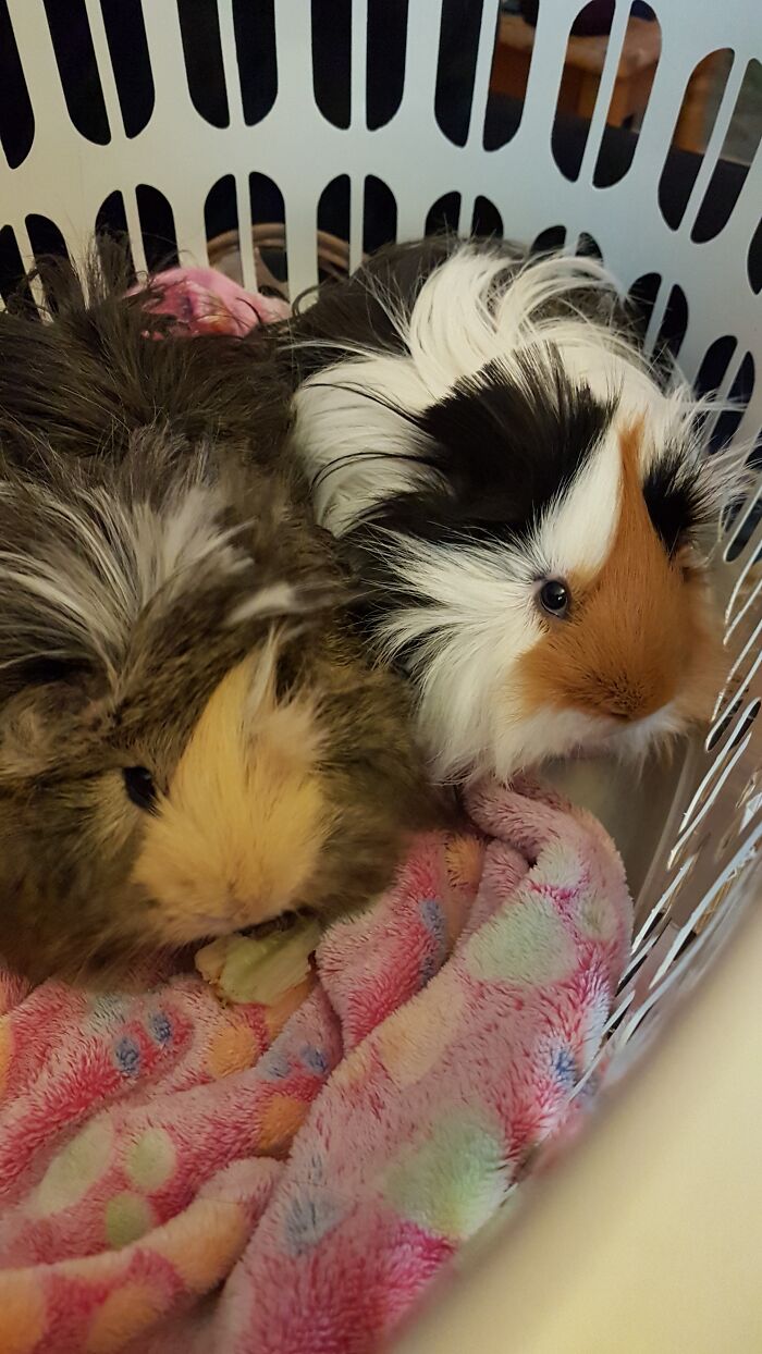 My Piggies Patches And Chewy
