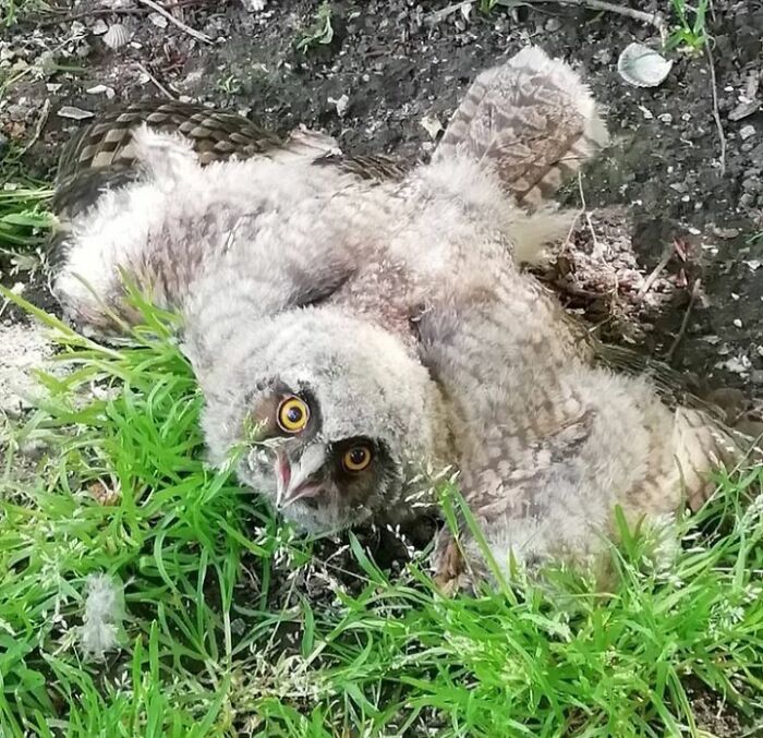 A Young Owl My Sister And I Found A Few Years Ago. He Probably Fell Put Of The Tree. We Called The Animal Ambulance And They Took Care Of Him :)