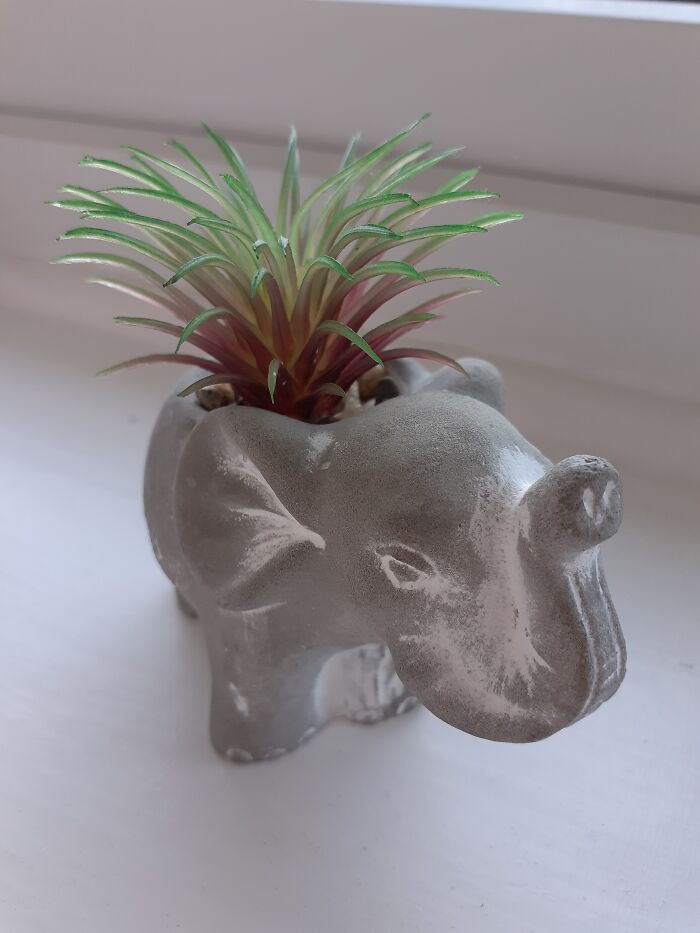 My Elephant Plant Which I Call Dumbo