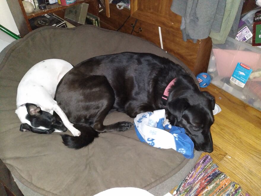 I Rescued 'Sisters' Who Saved My Life I Rescued 'Sisters' Who Saved My Life