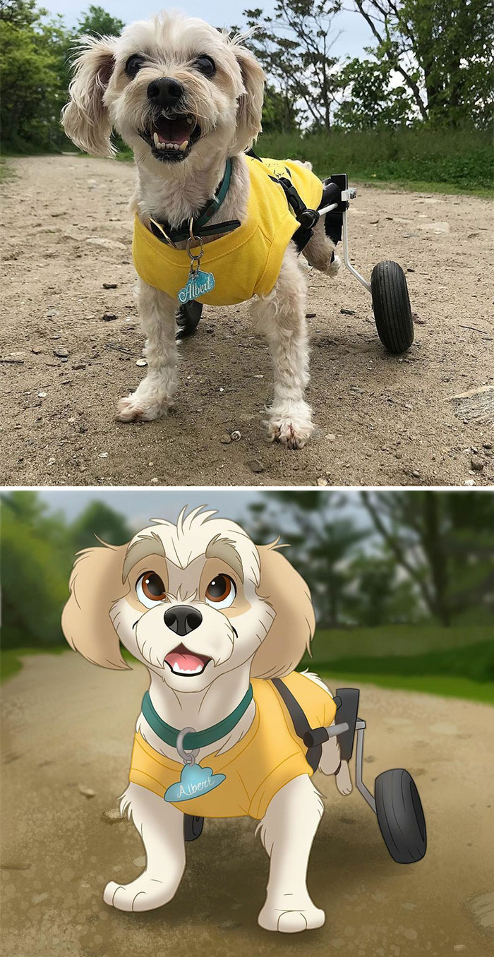 Someone Suggested @albertonwheels On My Last Post And Omg! I’m In Love 😍 He’s Such A Cool Wheelchair Doggo! He Reminds Me A Bit Of My Old Dog.❤️❤️🥰 🤍
💙
🖤
💛
ps. The 🐭🐭🐭 Are Getting Used To Their New Home Very Well 😄
chocolate Already Climbs On My Hand! Should My So Make Them An Ig Page? So I Don’t Bother You Guys Too Much😅