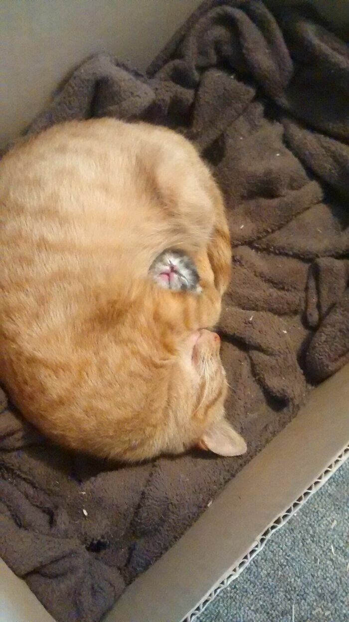 Protecting Her Only Kitten