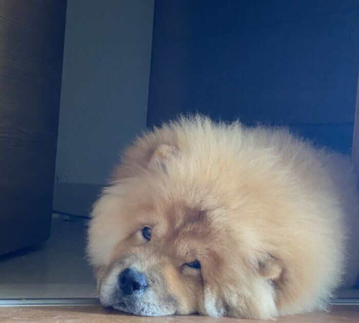My Brothers Chow Chow