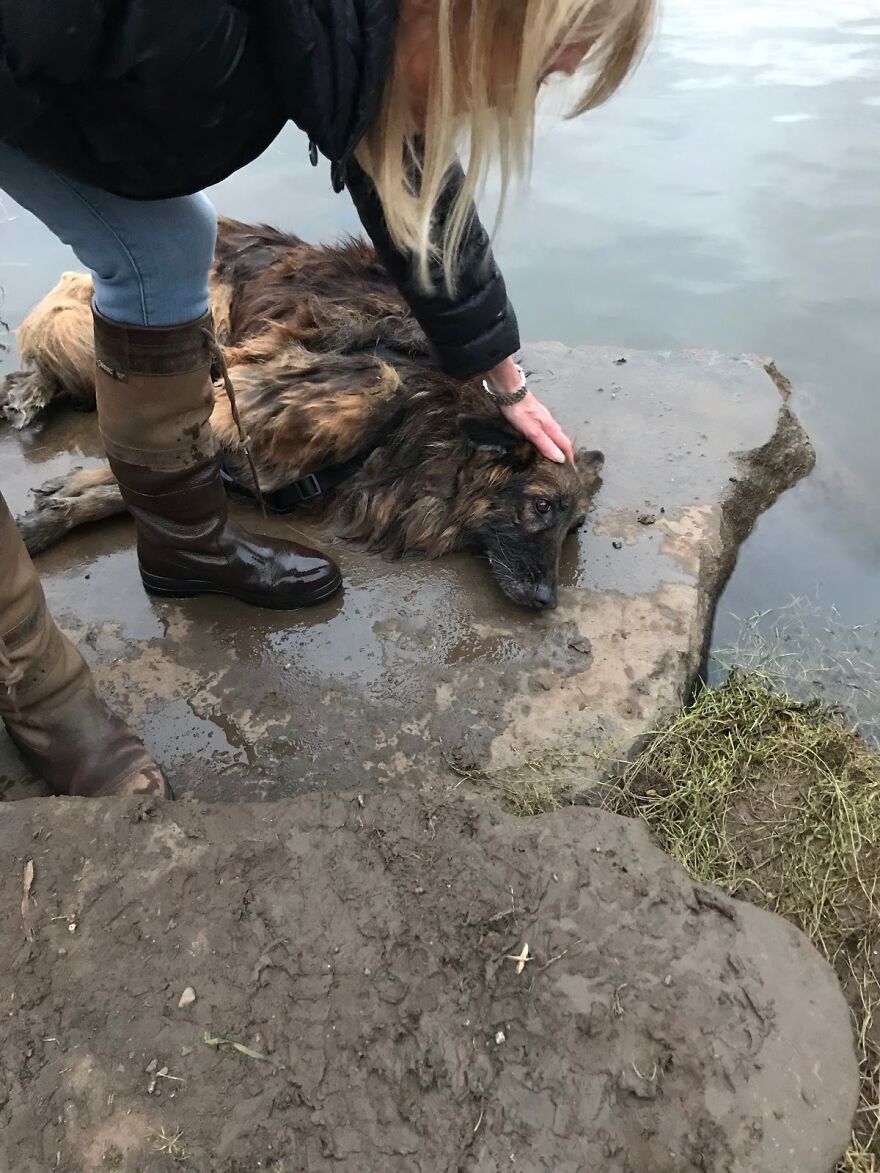 German Shepherd Who Struggled For Hours Tied To A Rock In Freezing Water Got Rescued And Found A New Loving Family