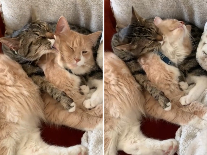 Adoptar un segundo gato fue la mejor decisión ¡Se aman mutuamente!