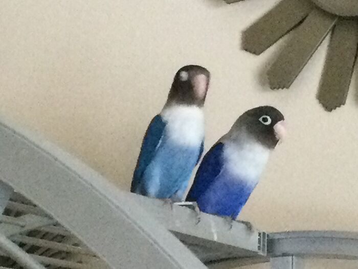 I Just Wanted A Nice Picture Of My Friend's Lovebirds