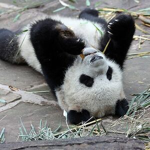 Happy_Pandalover