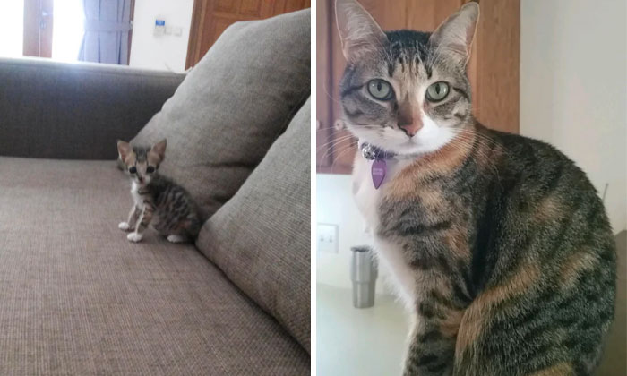 I Adopted This Itty Bitty Kitty In Indonesia, Her Mom Abandoned Her In Our Attic Space. She Could Fit In The Palm Of My Hand And Didn’t Even Have Her Eyes Open Yet! First Photo Is From A Few Weeks After We Found Her, Second Is Now, In Ohio, 8 Years Later