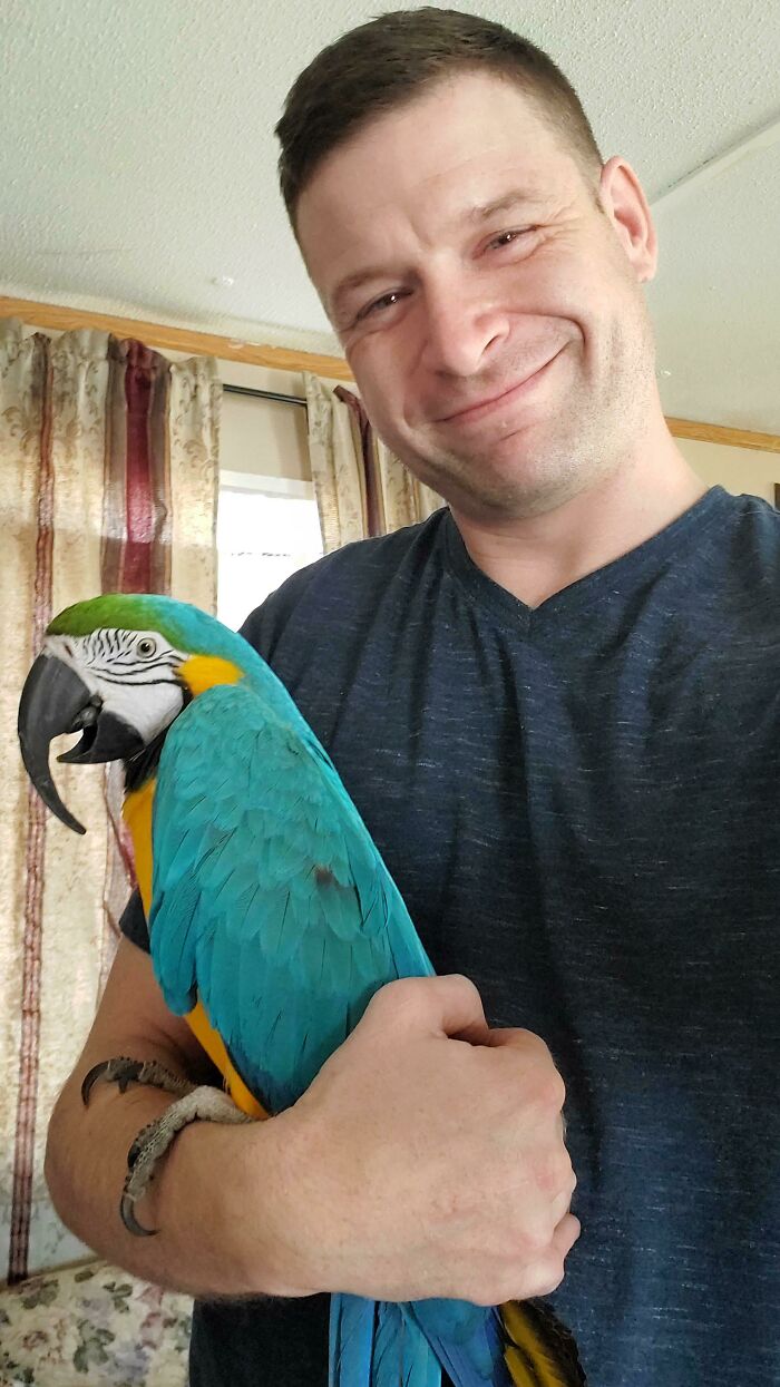 It Took 3 Months Of Being Sweet And Kind Everyday To This 33-Year-Old Blue And Gold Macaw (His Name Is Taco), Before He Finally Stepped Onto My Arm On His Own