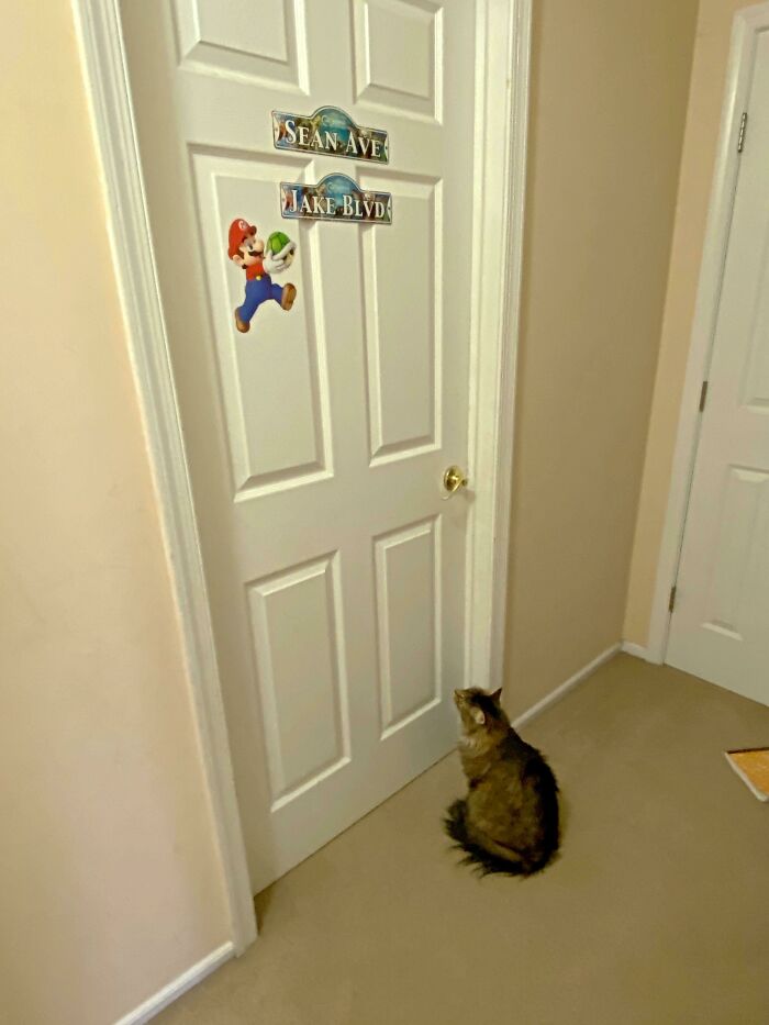 Every Morning, Our Cat Patiently Waits At My Sons' Bedroom Door For Them To Wake Up. And It's Not To Be Fed - He Just Can't Wait To See Them