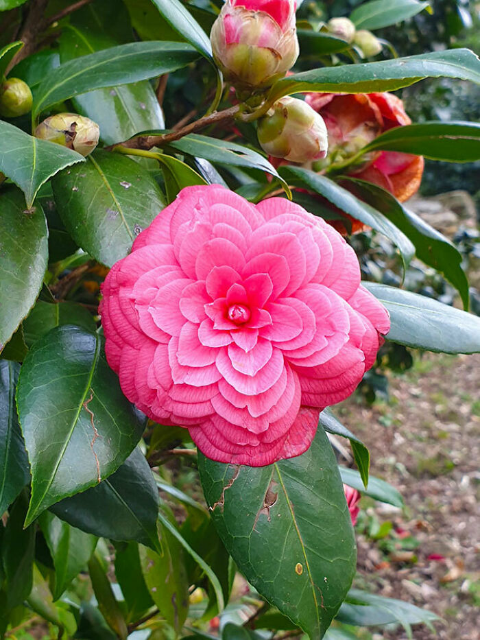 The Petals Of This Camellia Flower