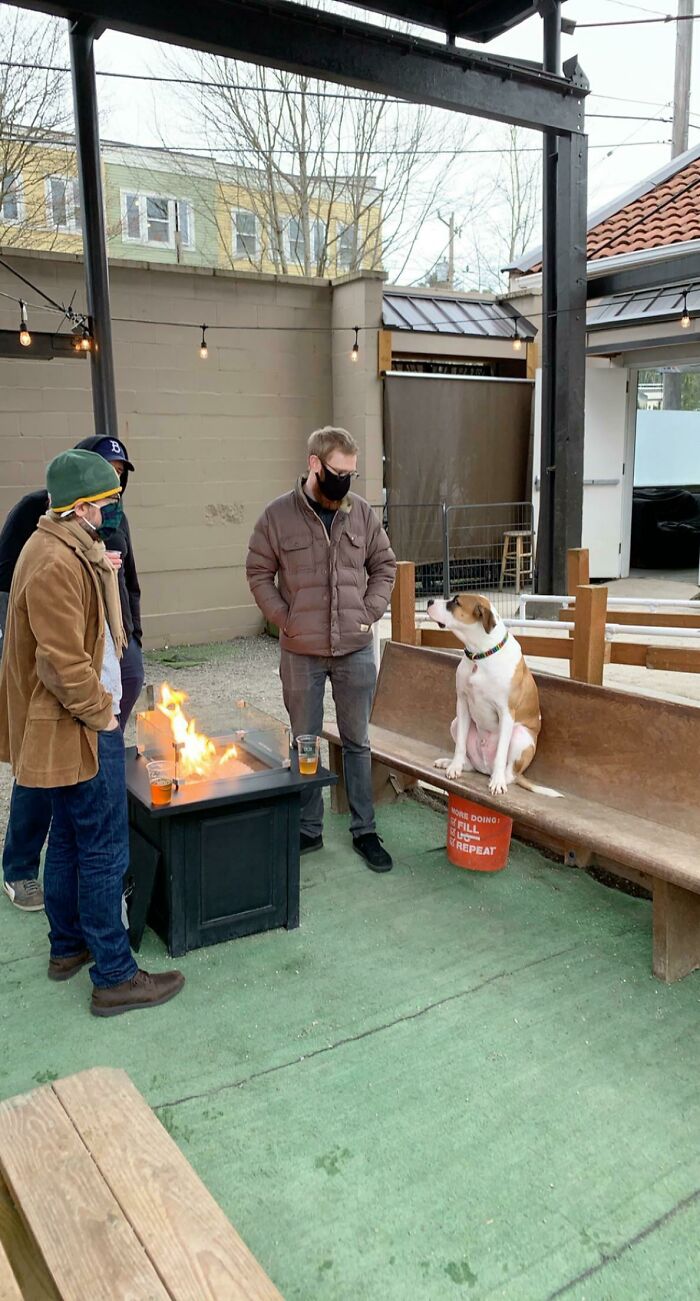 Went To My Local Dog Bar, And My Brothers Dog Decided To Go Make Friends With These 3 Random Guys. Just Joined Their Group And Hung Out For A While