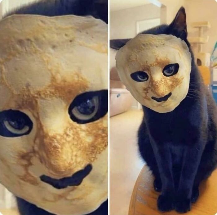 When You Put A Pancake On Your Cat’s Face Because You Think It’s Gonna Be Cute But Instead It Gives You Nightmares