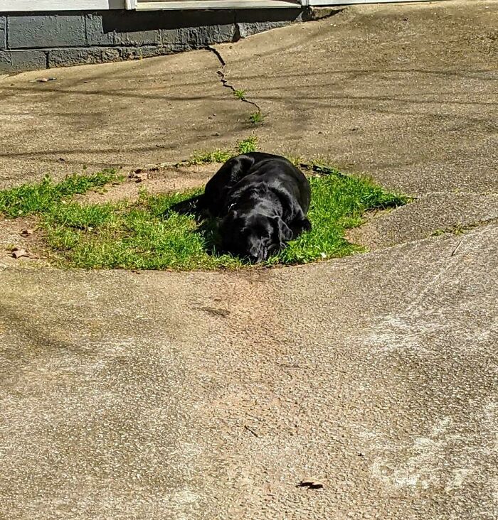 We Have A Yard Full Of Grass. He Prefers His Personal Spot In The Driveway