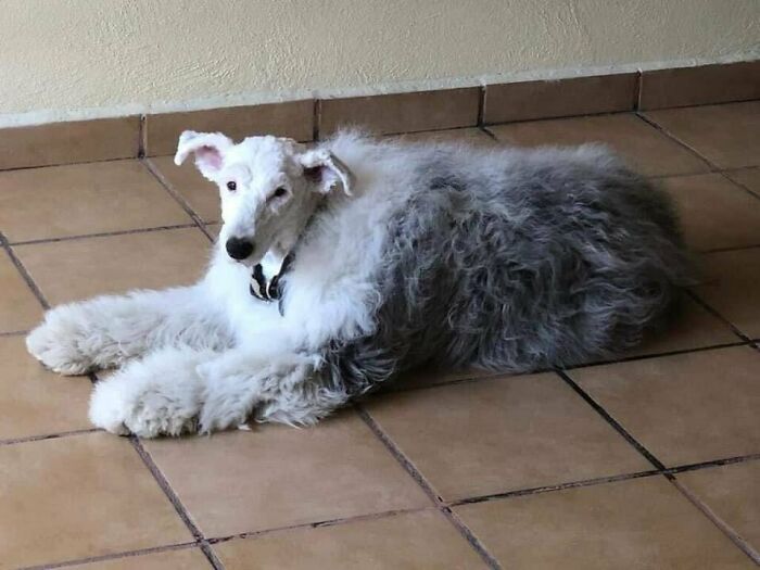 This Sheepdog With A Shaved Head