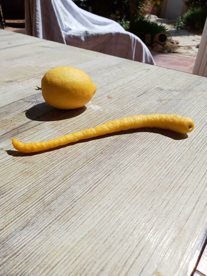 This Weird Lemon That Grew On Our Lemon Tree